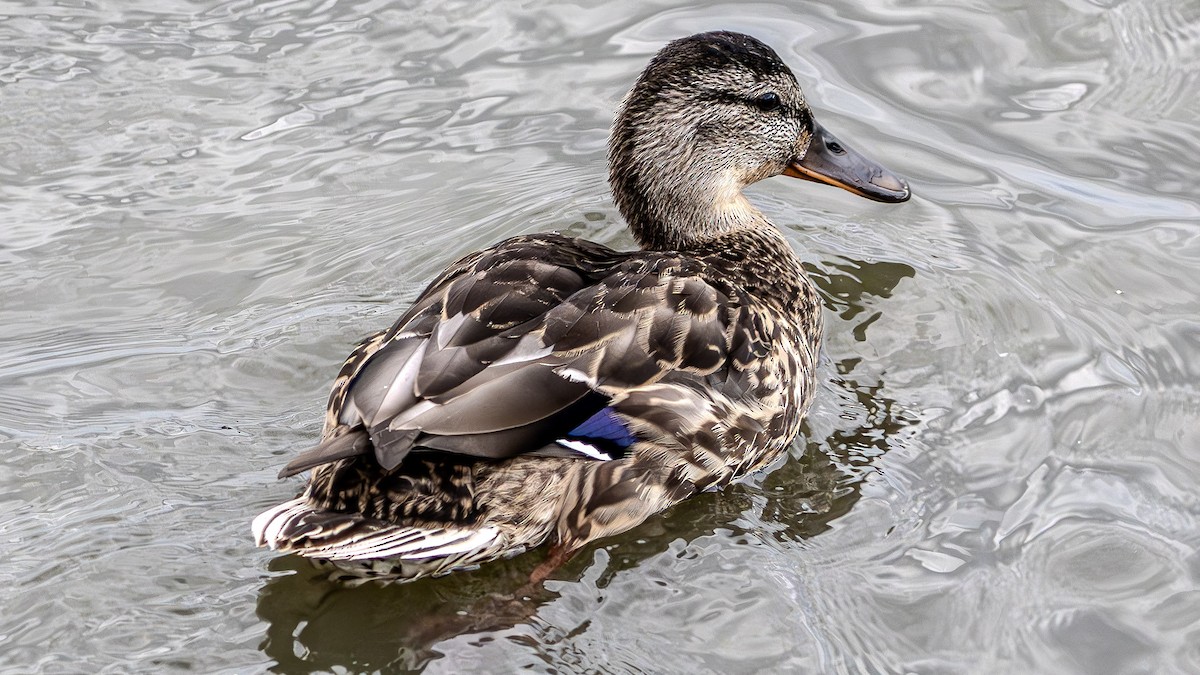 Mallard - ML622828366