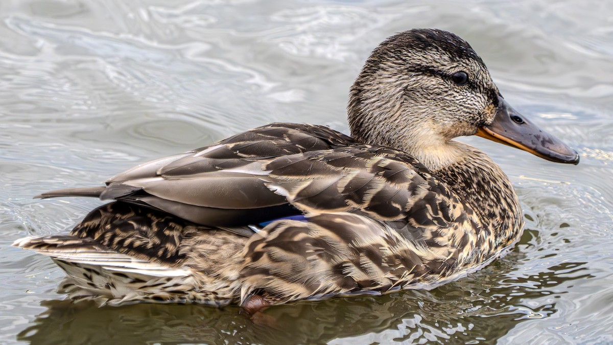Mallard - ML622828367