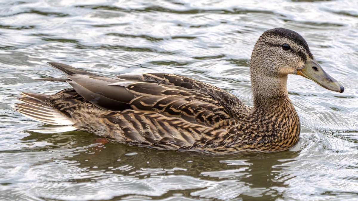 Mallard - ML622828368