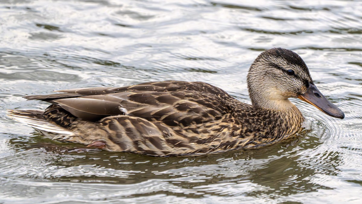 Mallard - ML622828369