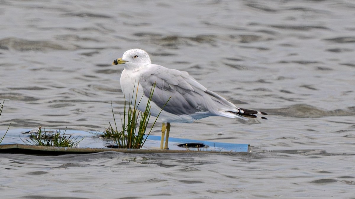 Ring-billed Gull - ML622828370