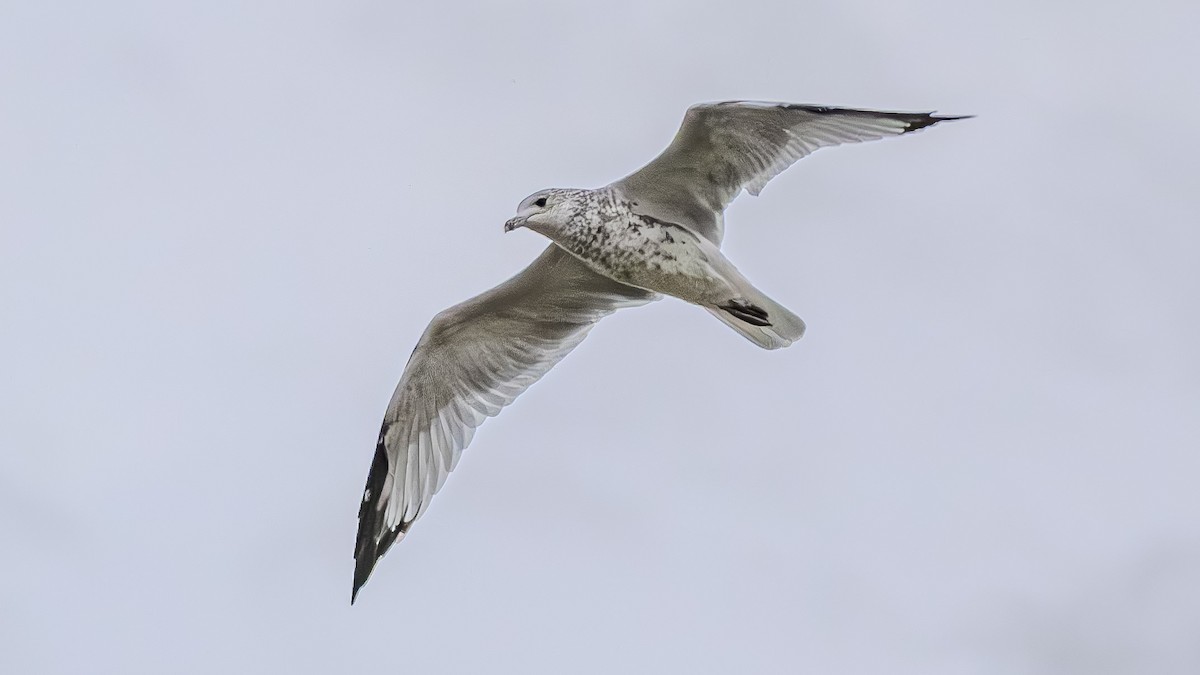 Ring-billed Gull - ML622828371