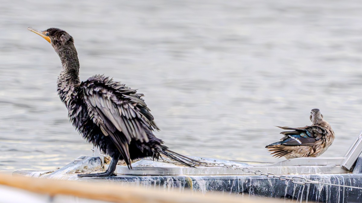 Double-crested Cormorant - ML622828374