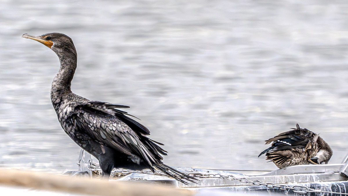 Double-crested Cormorant - ML622828375