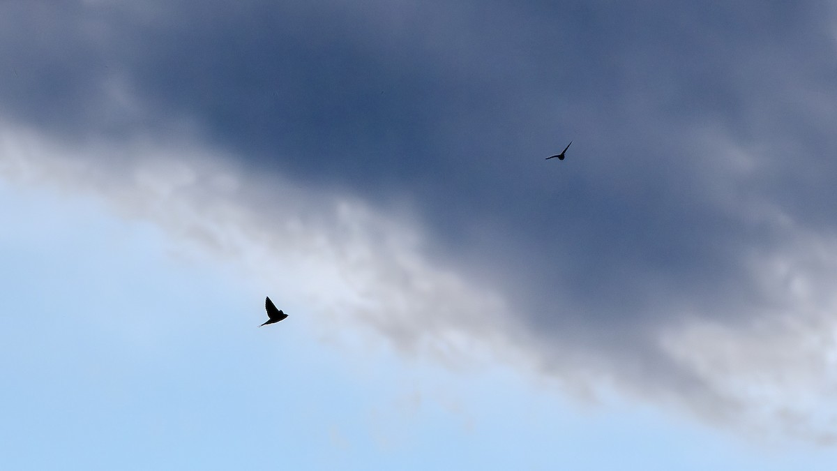 Barn Swallow - ML622828380