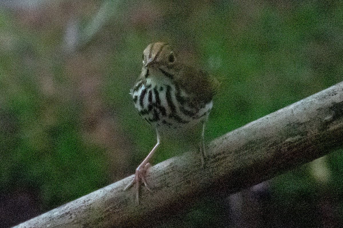 Ovenbird - ML622828426