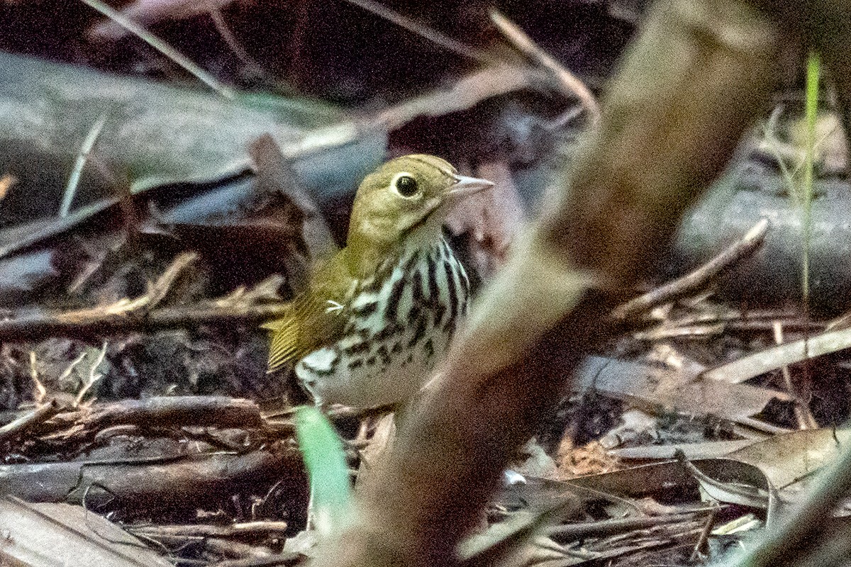 Ovenbird - ML622828427