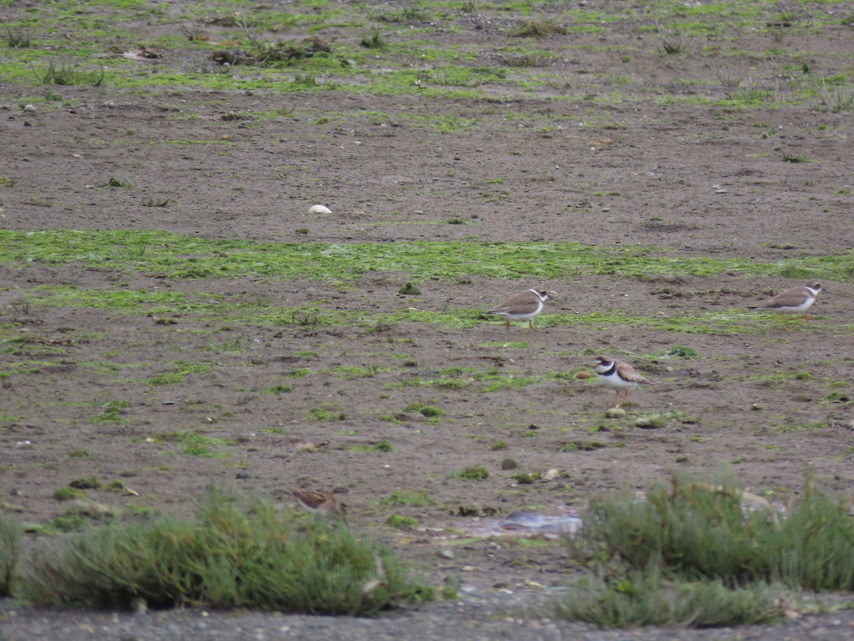 Semipalmated Plover - Deborah Essman