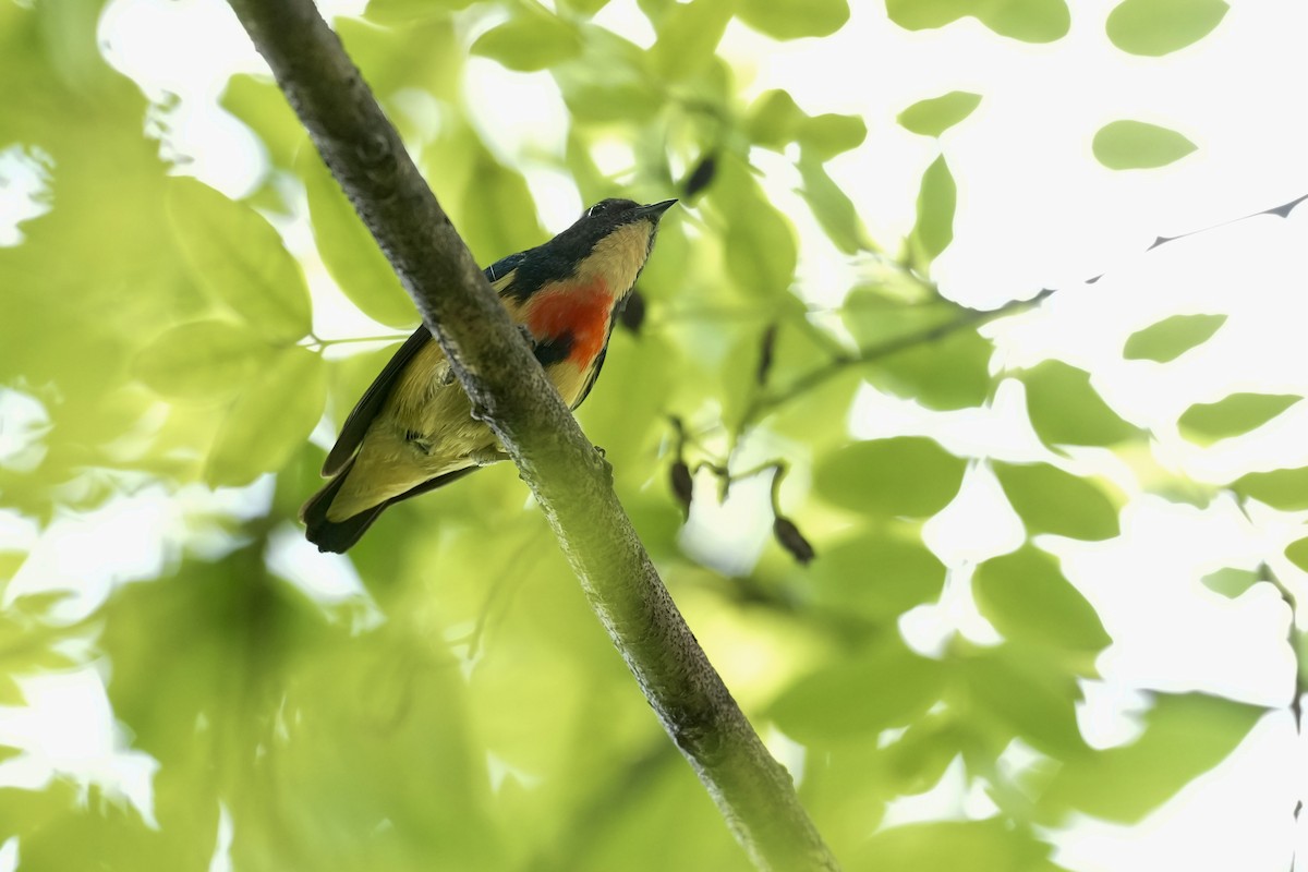 Fire-breasted Flowerpecker - Summer Wong China Bird Tours