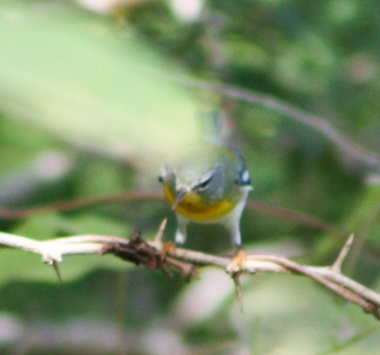 Northern Parula - Serguei Alexander López Perez