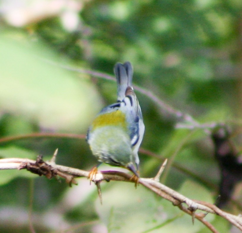 Northern Parula - Serguei Alexander López Perez