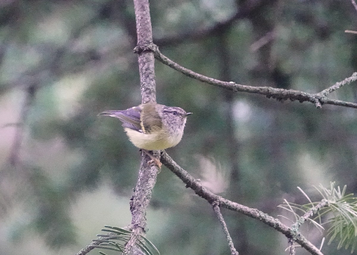 Ashy-throated Warbler - Jagat Flora