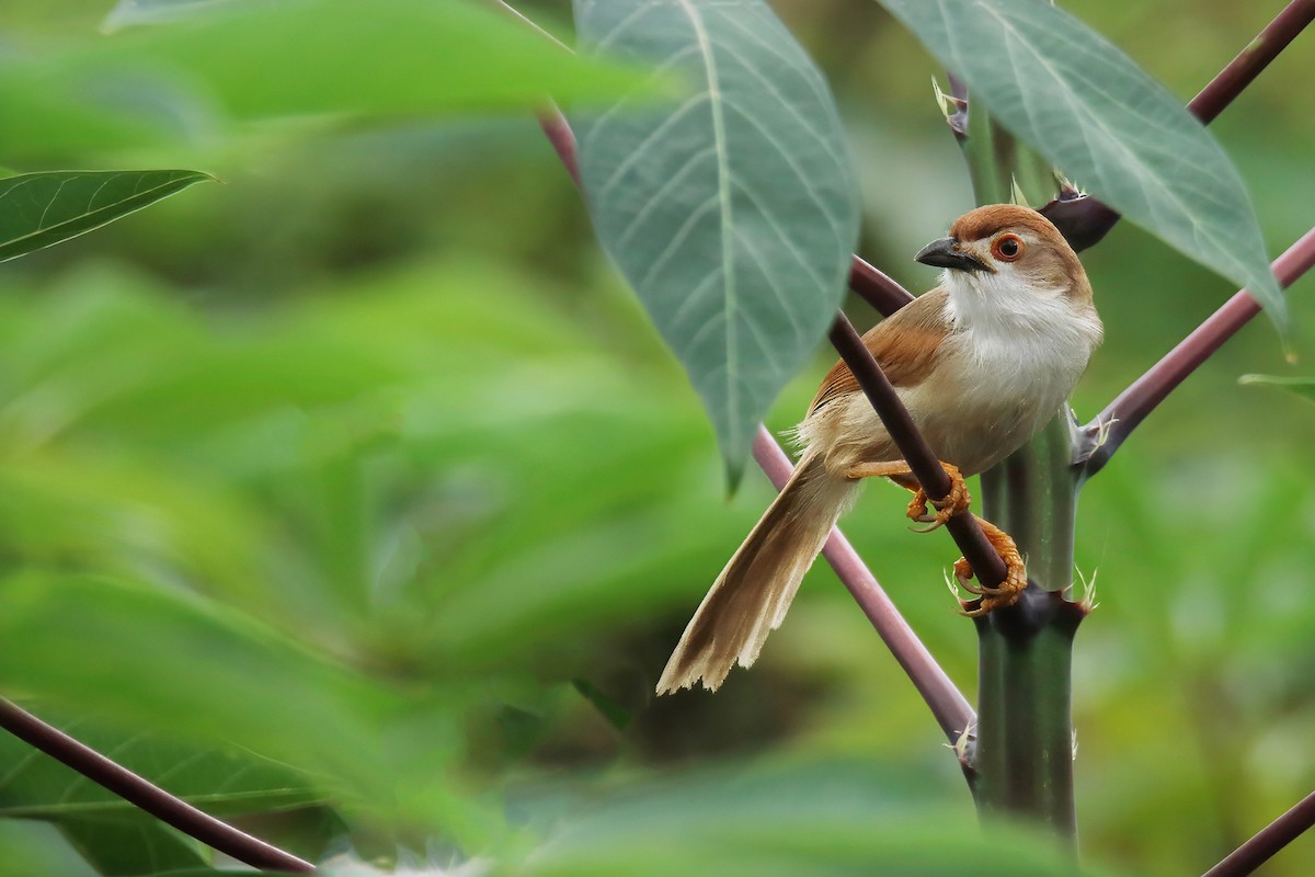 Yellow-eyed Babbler - ML622828485