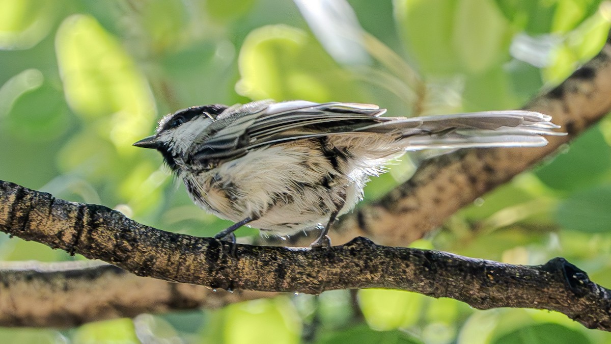 Black-capped Chickadee - ML622828495