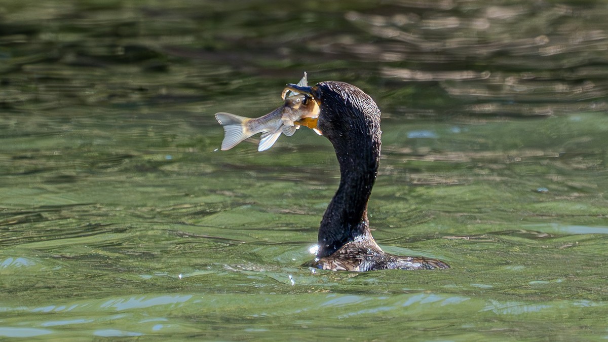 Double-crested Cormorant - ML622828498