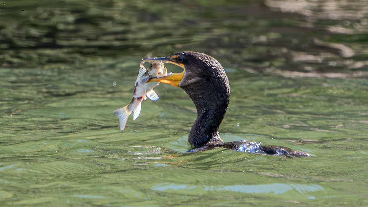 Double-crested Cormorant - ML622828499