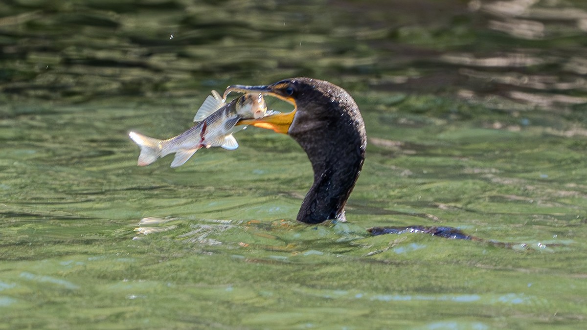 Double-crested Cormorant - ML622828500