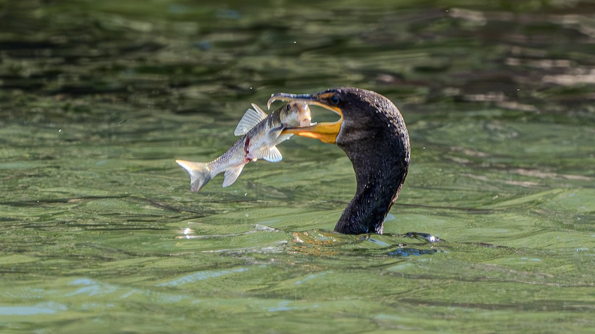 Double-crested Cormorant - ML622828501