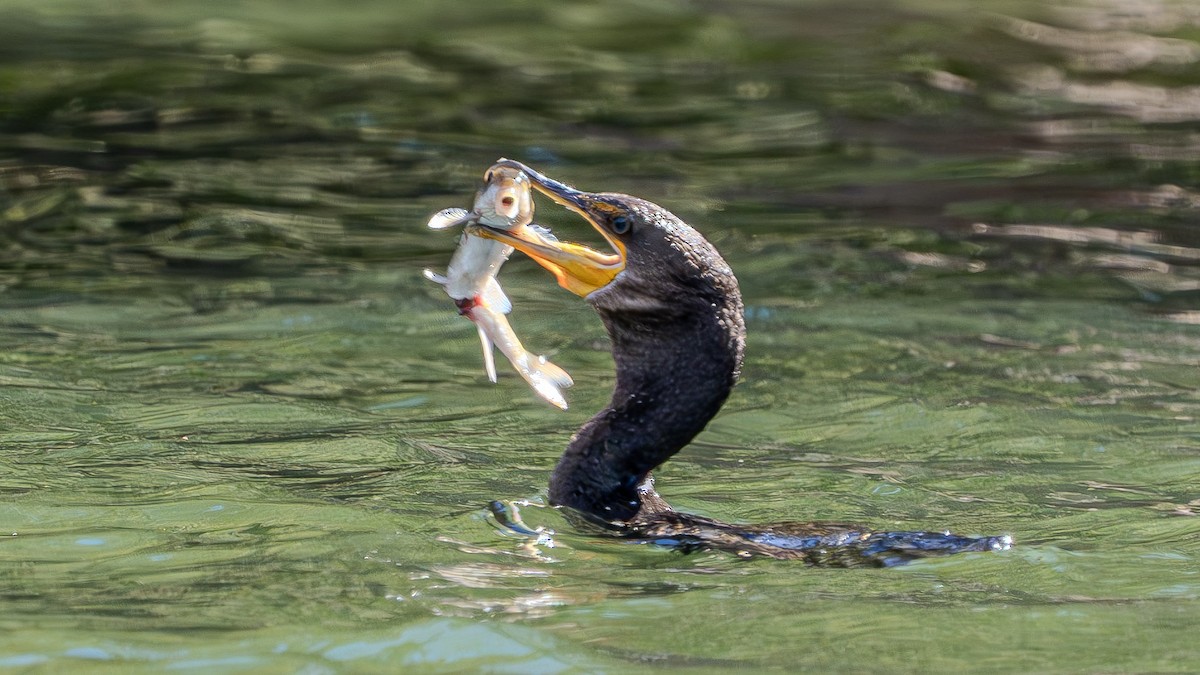 Double-crested Cormorant - ML622828502