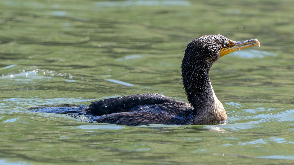 Double-crested Cormorant - ML622828503