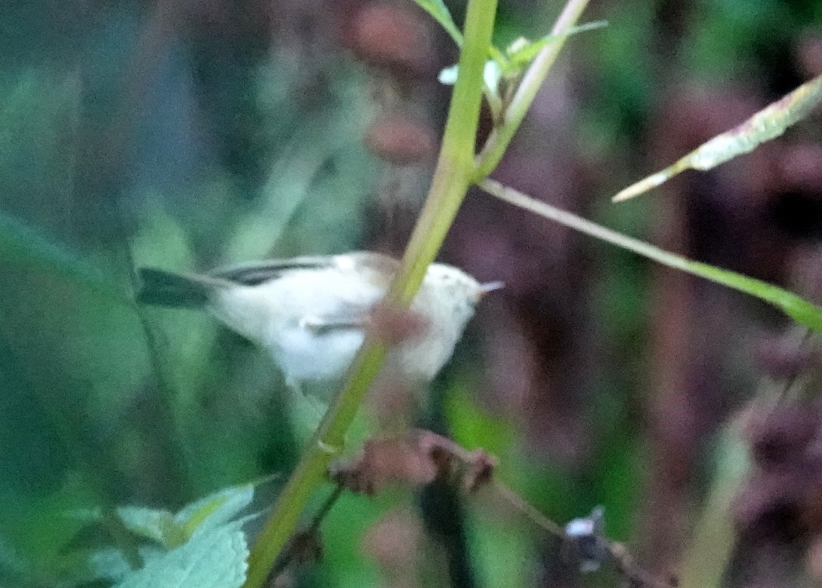 Lemon-rumped Warbler - ML622828519