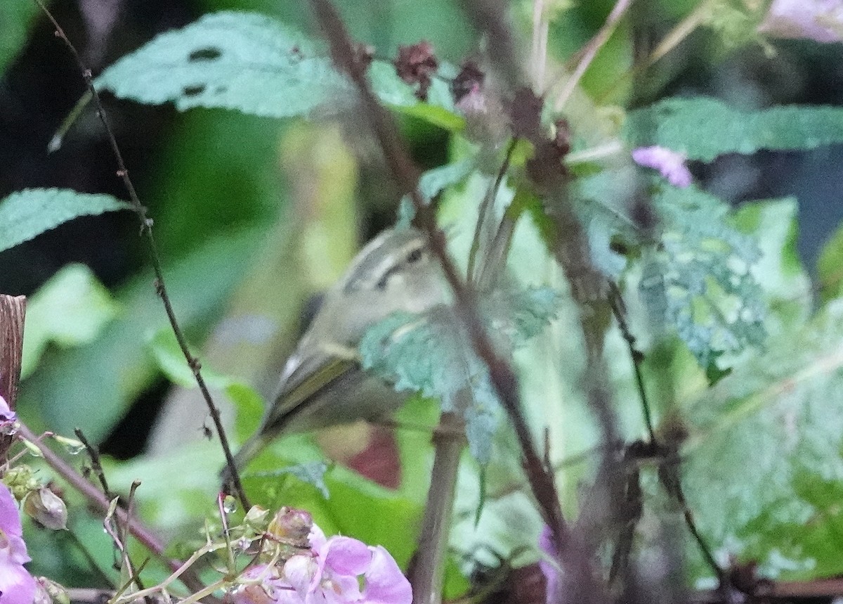 Lemon-rumped Warbler - Jagat Flora