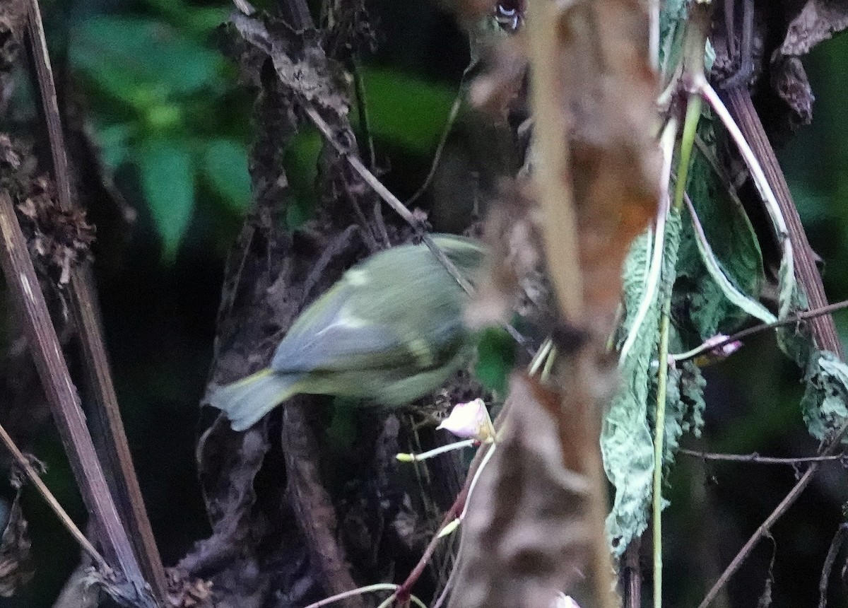 Lemon-rumped Warbler - ML622828521