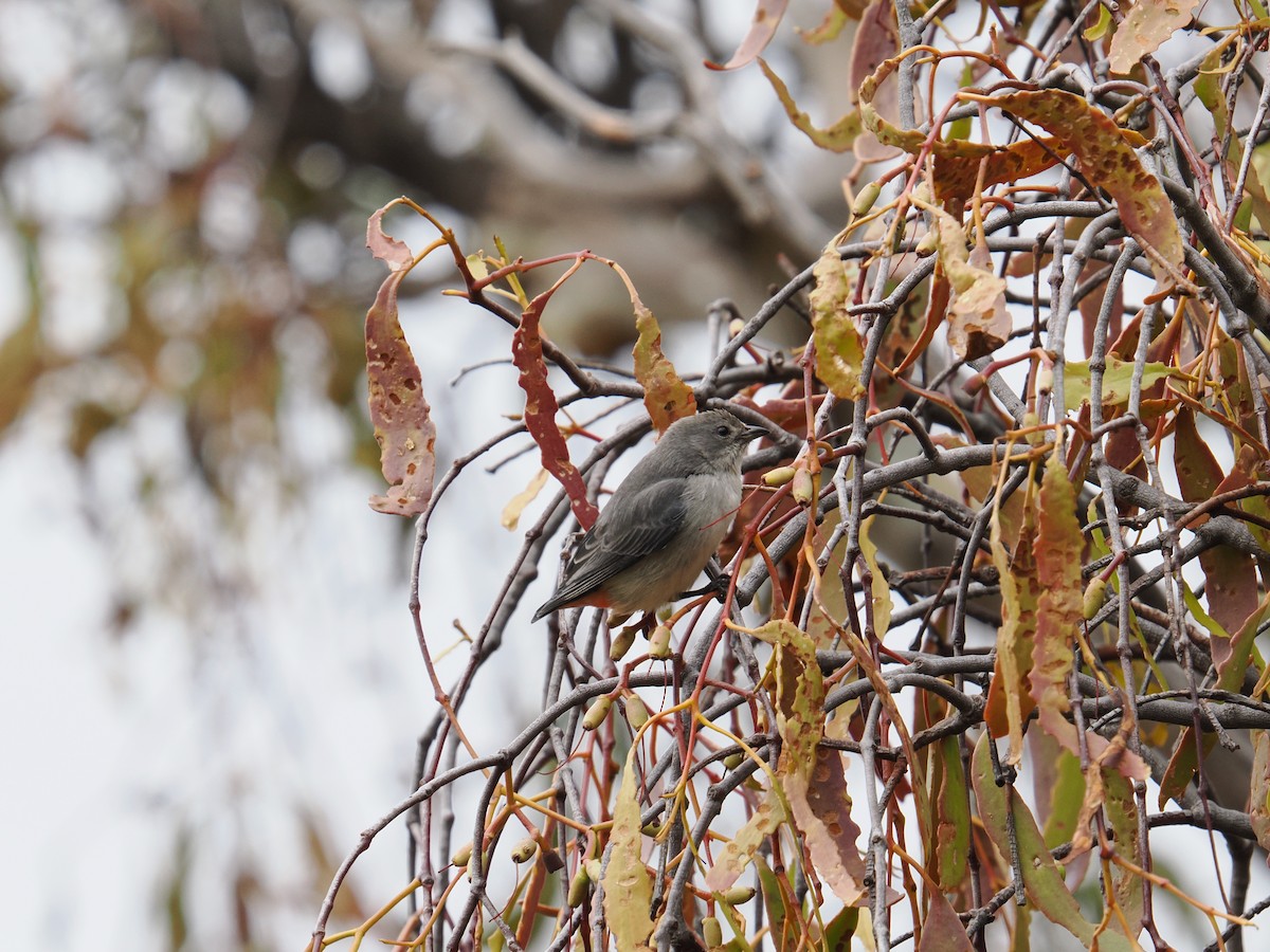 Mistletoebird - ML622828526