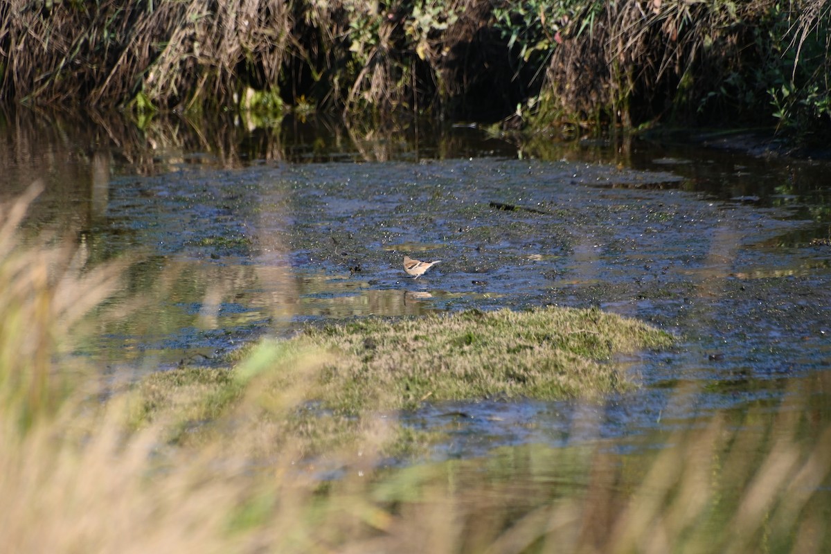 American Goldfinch - ML622828529