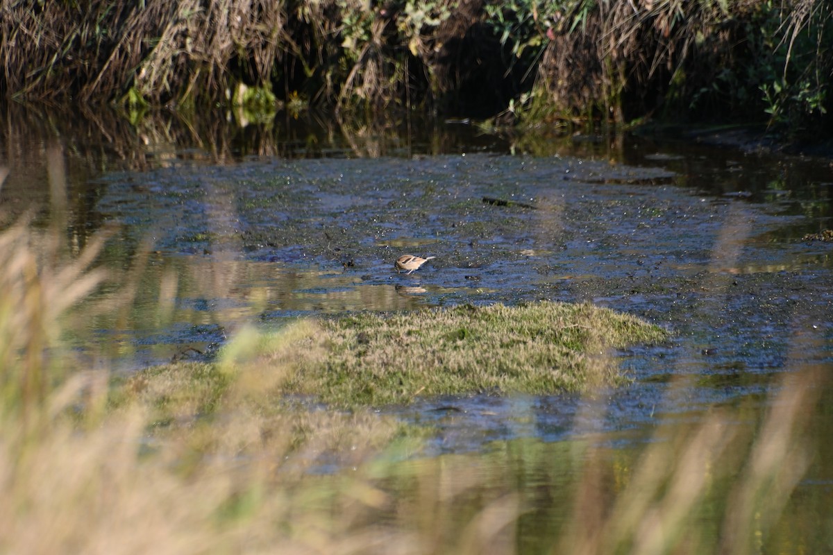 American Goldfinch - ML622828535