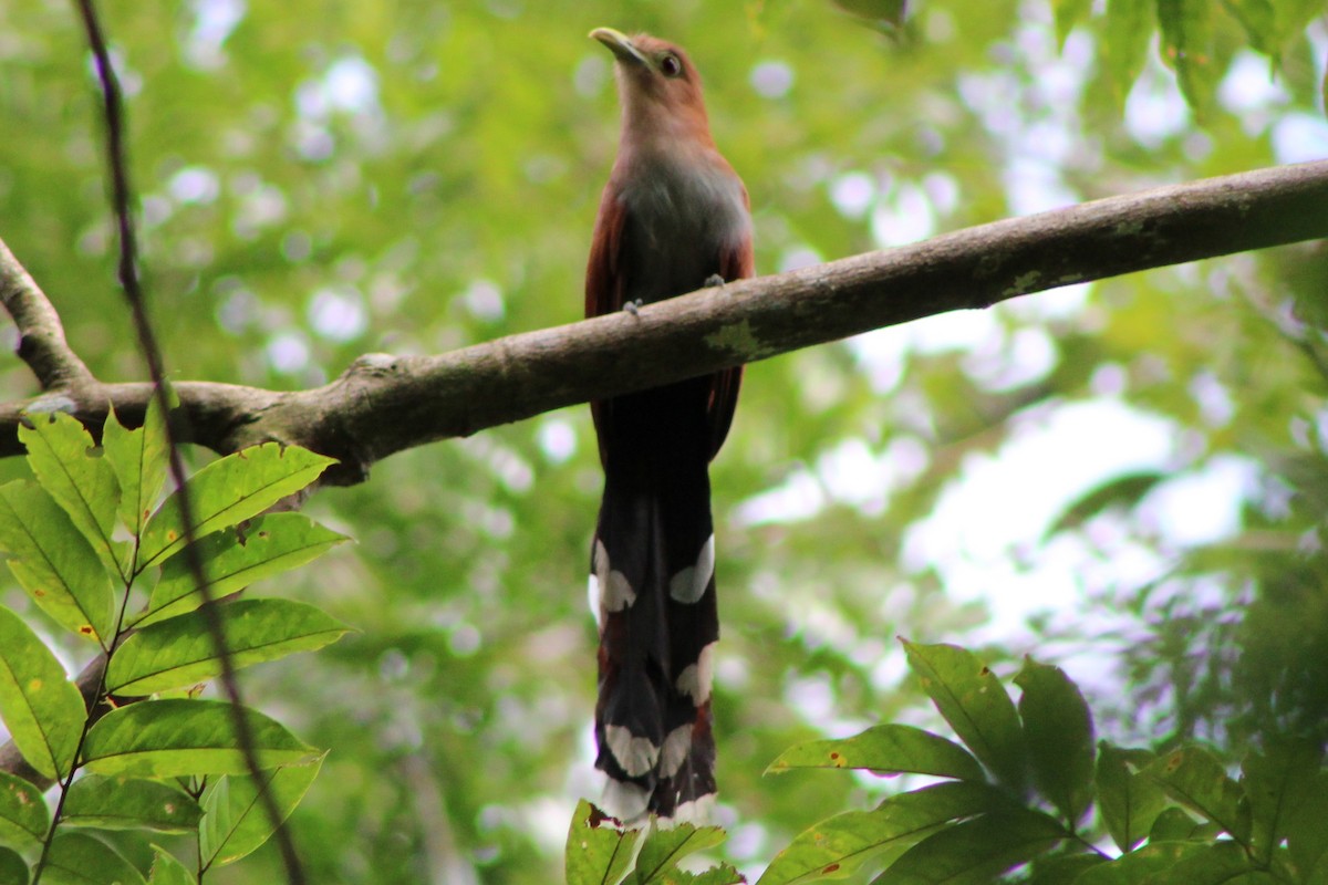 Squirrel Cuckoo (Middle America) - ML622828577