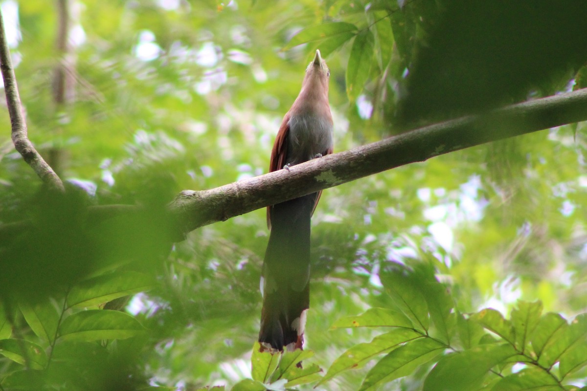 Squirrel Cuckoo (Middle America) - ML622828578