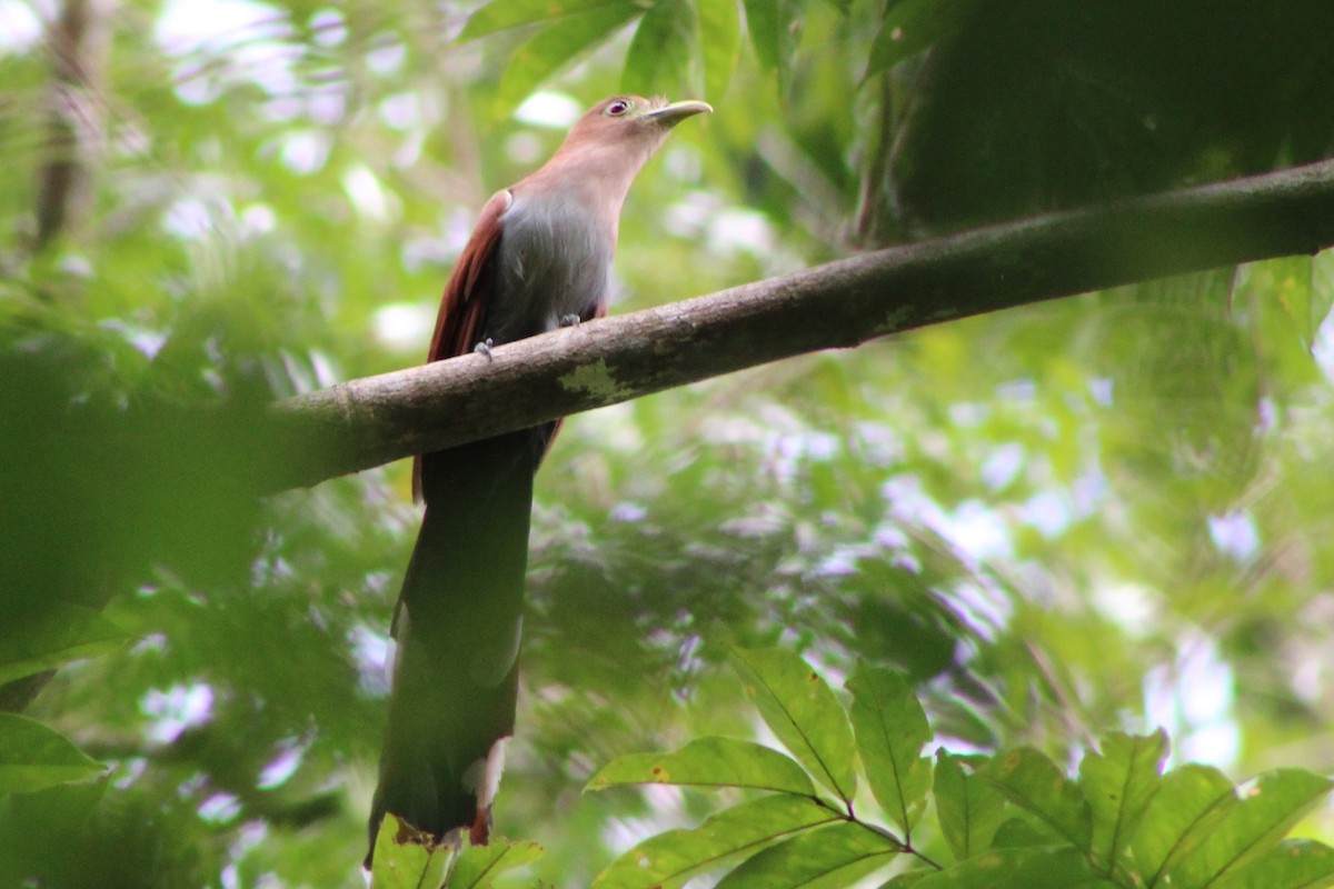 Squirrel Cuckoo (Middle America) - ML622828579