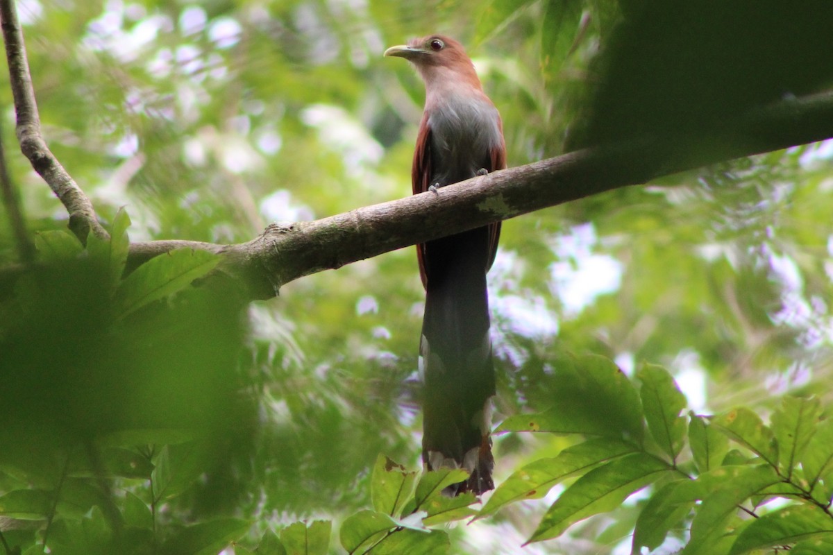 Squirrel Cuckoo (Middle America) - ML622828580