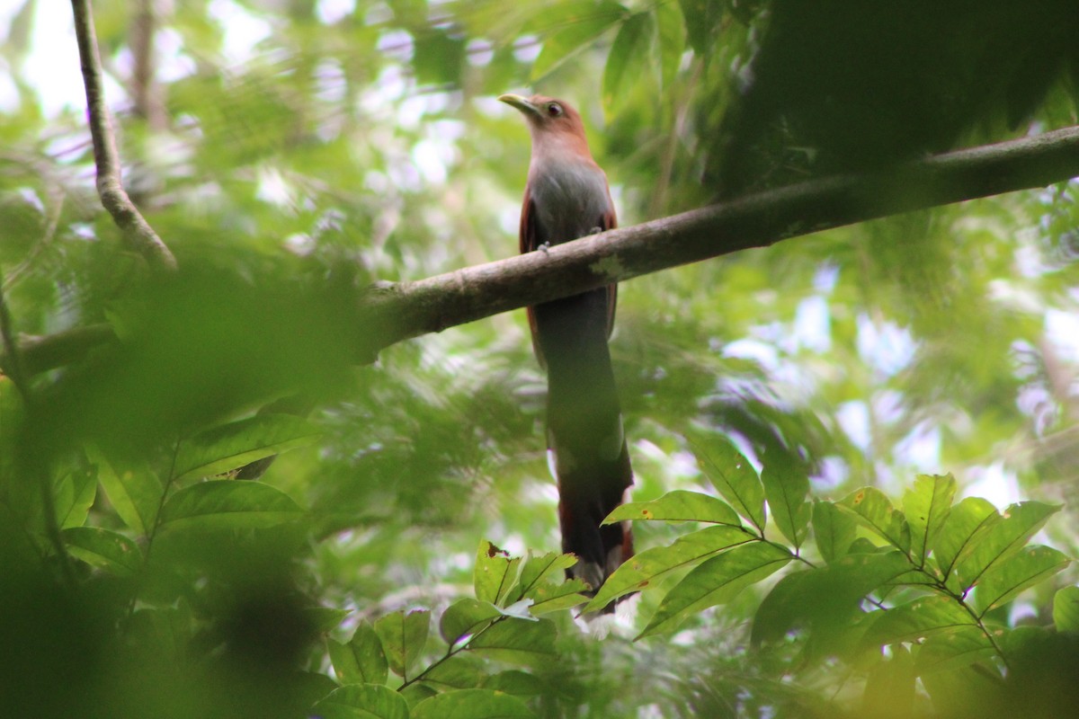 Squirrel Cuckoo (Middle America) - ML622828581