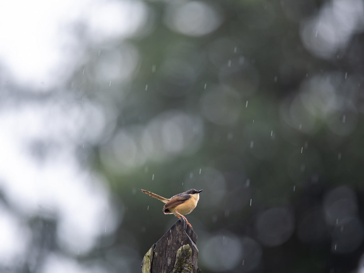 Ashy Prinia - ML622828595