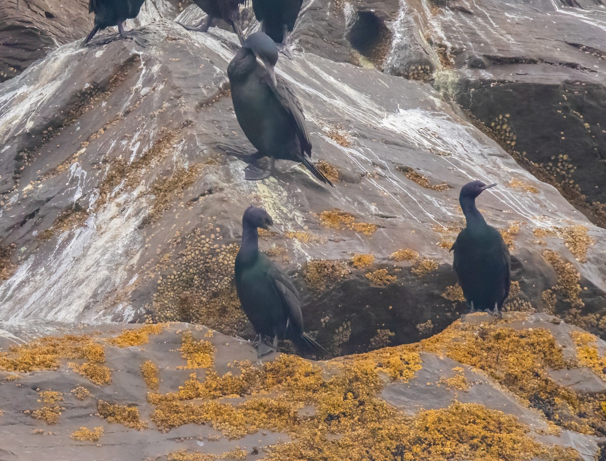 Pelagic Cormorant - ML622828630