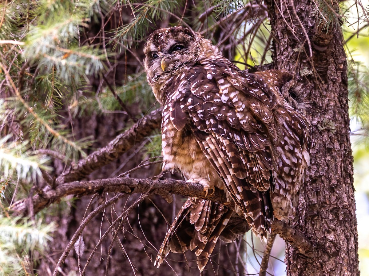 Spotted Owl (Mexican) - ML622828659