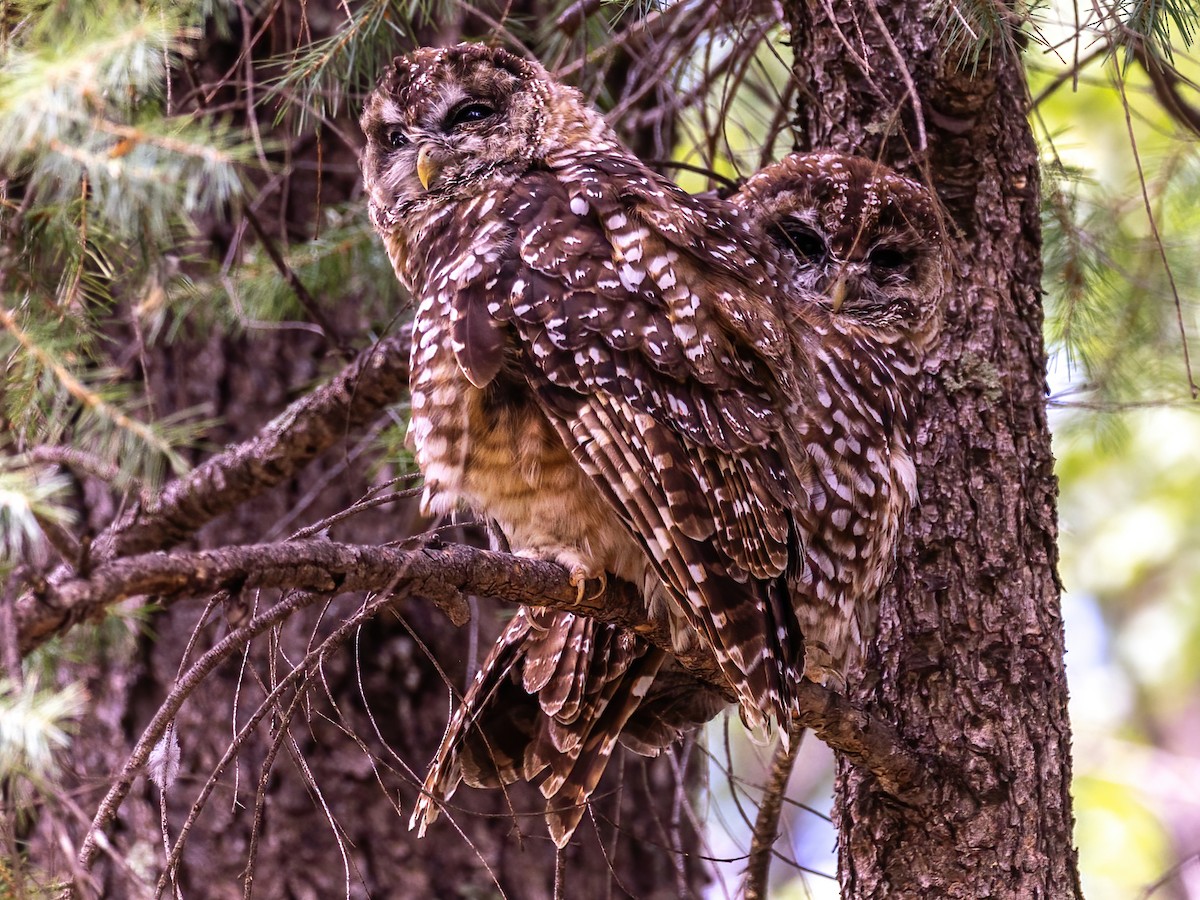 Spotted Owl (Mexican) - ML622828660