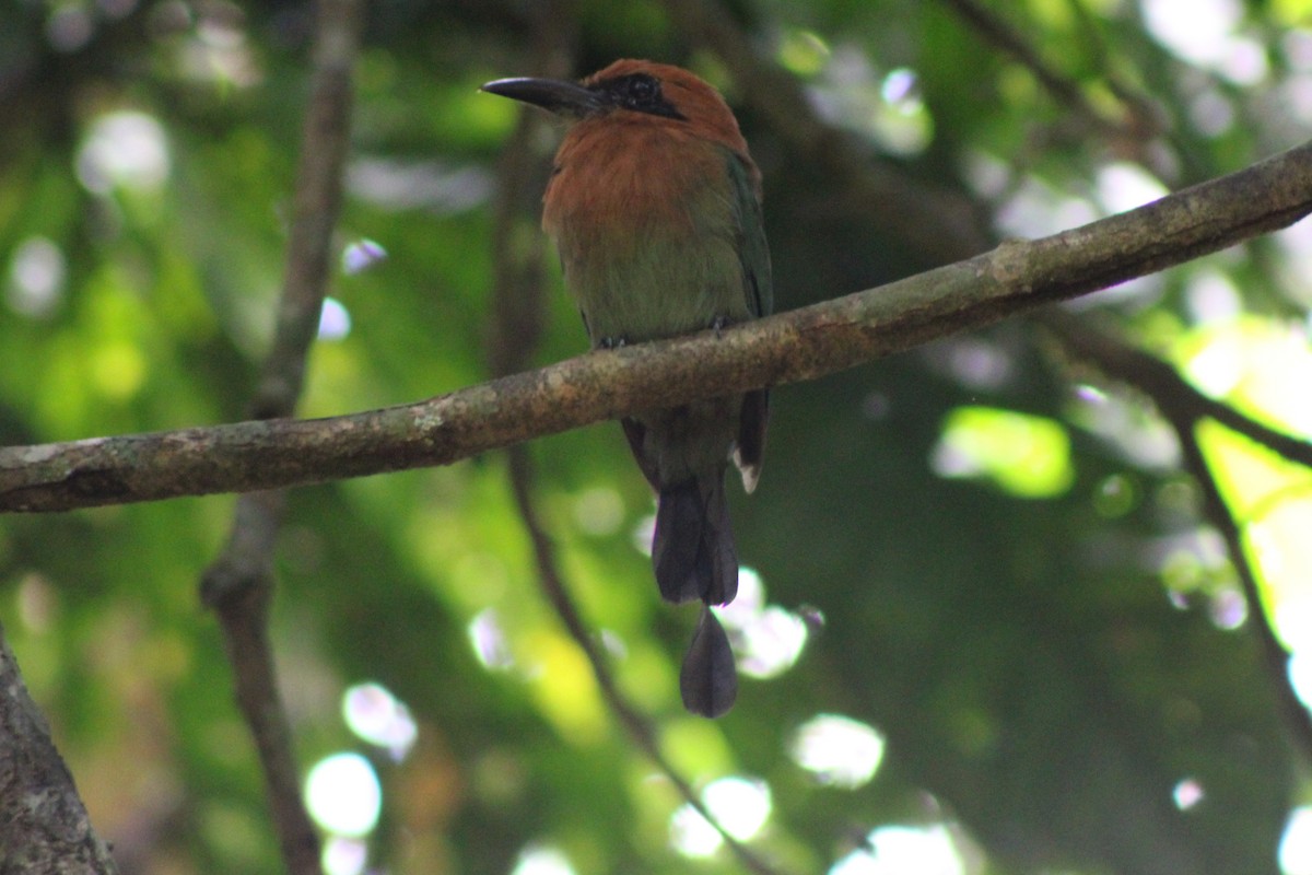 Broad-billed Motmot (Broad-billed) - ML622828666