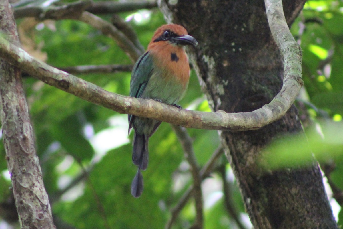 Broad-billed Motmot (Broad-billed) - ML622828667