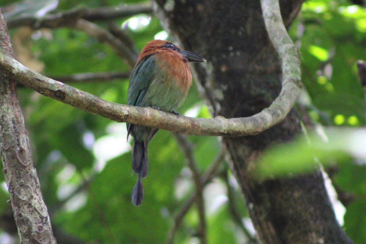 Broad-billed Motmot (Broad-billed) - ML622828668