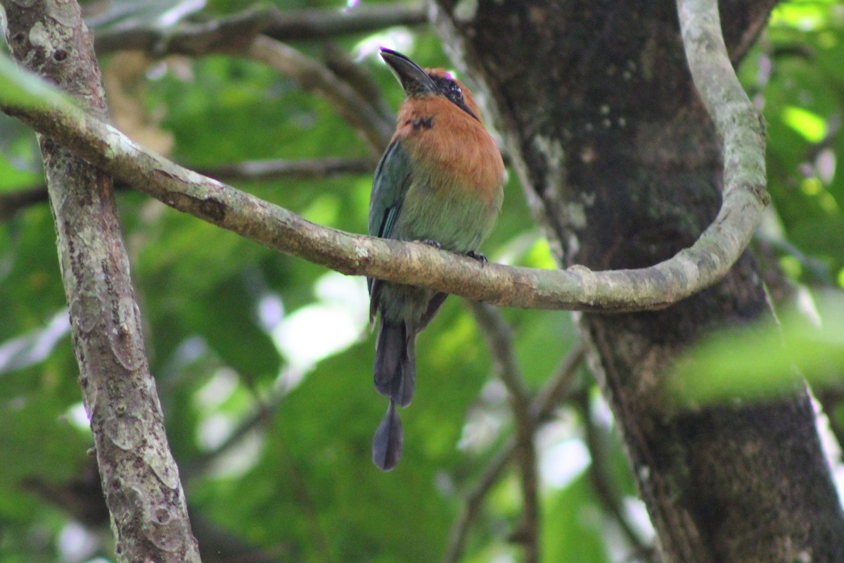 Broad-billed Motmot (Broad-billed) - ML622828669