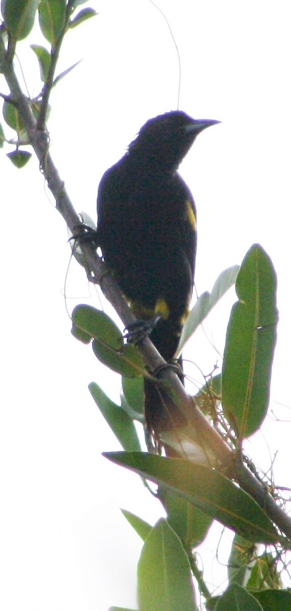 Cuban Oriole - ML622828678