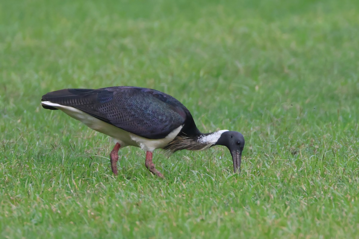 Straw-necked Ibis - Dennis Devers