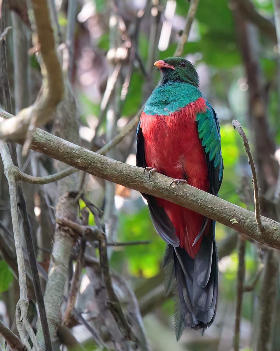 Pavonine Quetzal - ML622828778