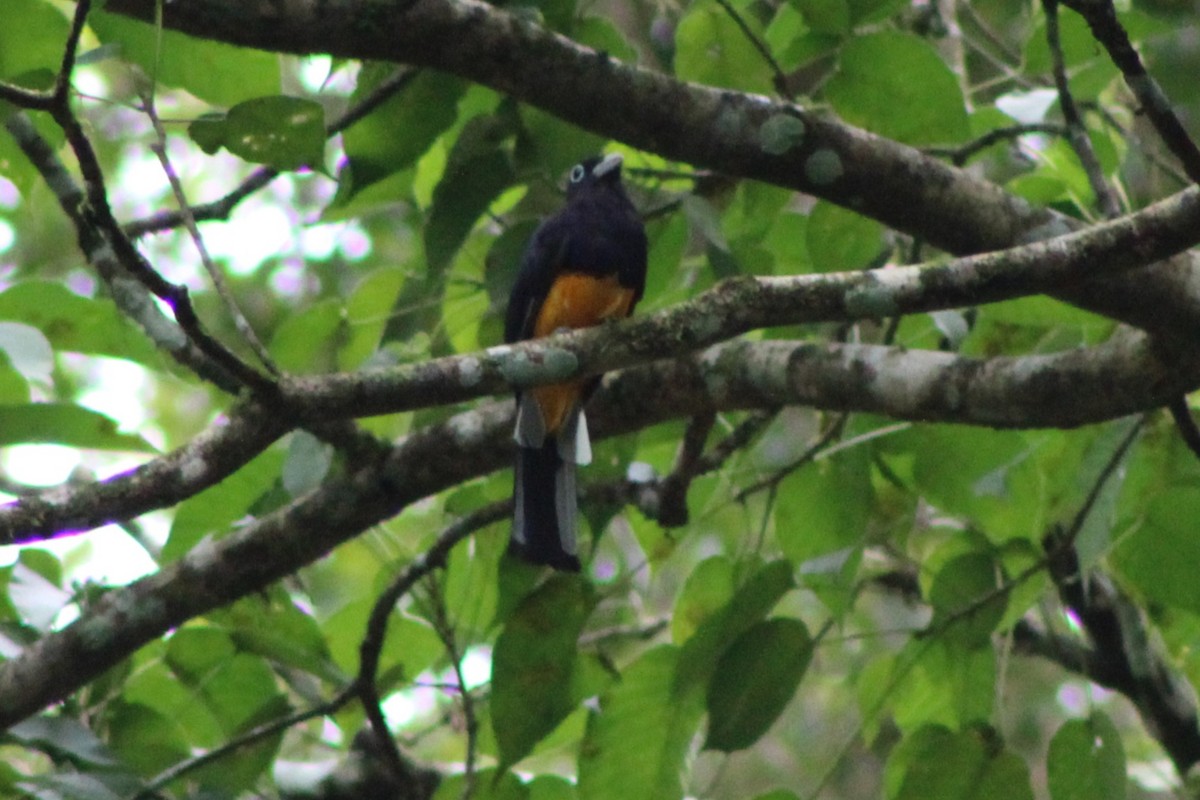 Ak Kuyruklu Trogon - ML622828784