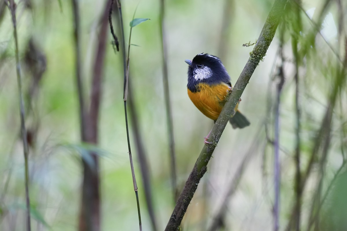 Golden-breasted Fulvetta - ML622828799