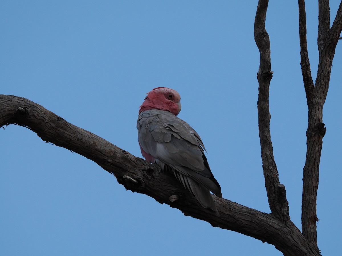 Galah - ML622828883