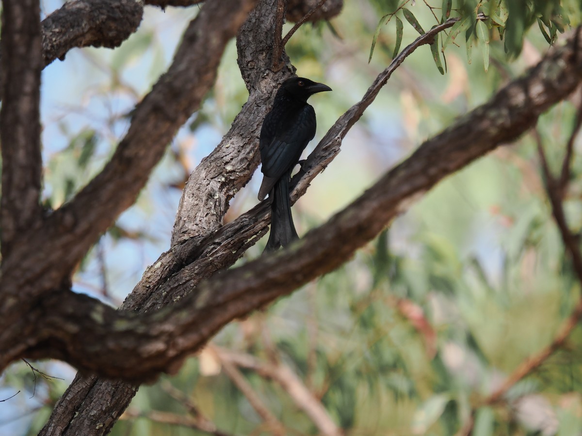 Spangled Drongo - ML622828886